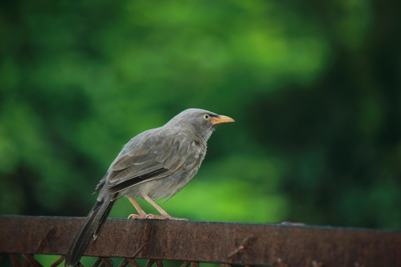 Black, nature, wildlife — For What Reason Companies Require Data Science?