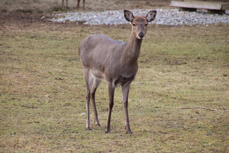 Deer, stag, nature — The Most Popular Vanilla Minecraft Servers in 2023
