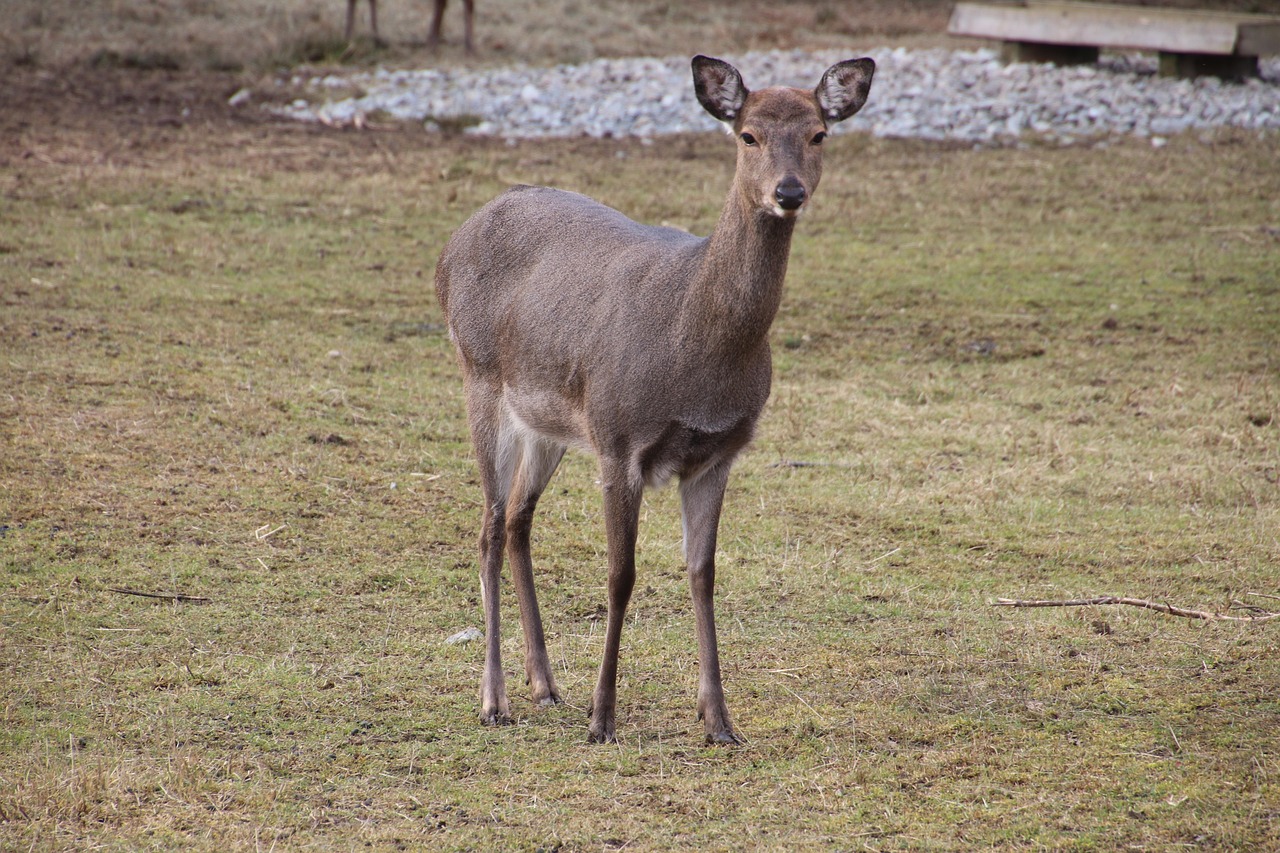 Deer, stag, nature — The Most Popular Vanilla Minecraft Servers in 2023