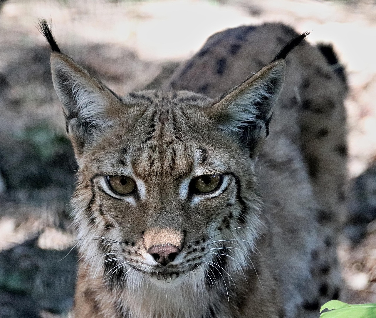 Feature, beast, feline — What Can Breast Augmentation Surgery Treat?